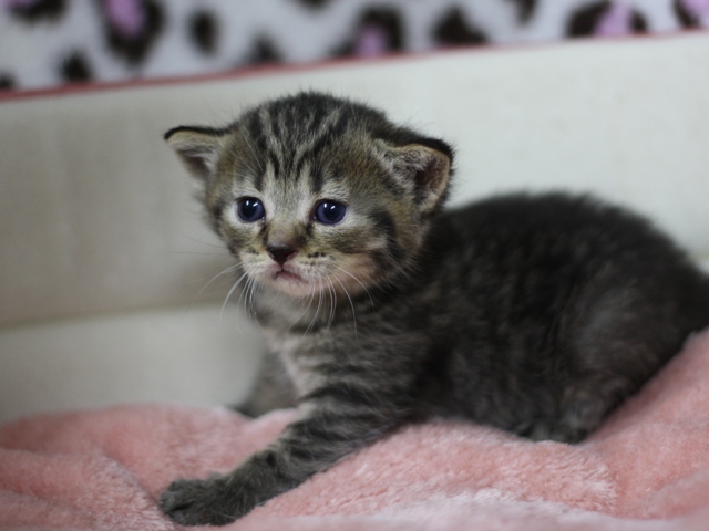 マンチカンの子猫画像