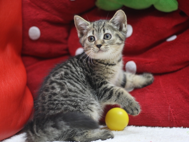 マンチカンの子猫画像