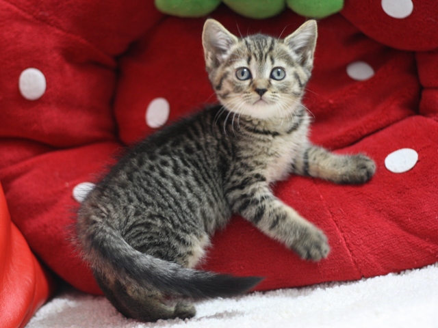 マンチカンの子猫画像