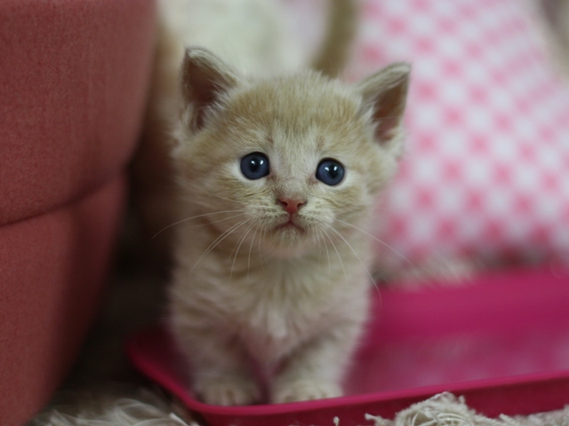 マンチカンの子猫画像