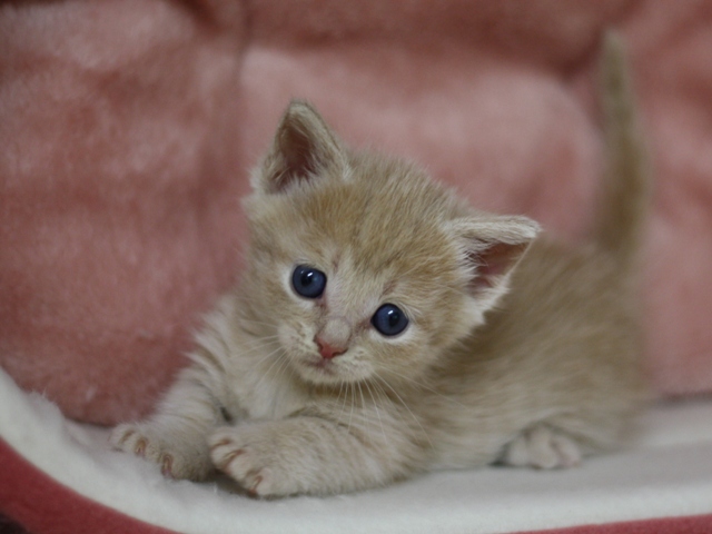 マンチカンの子猫画像