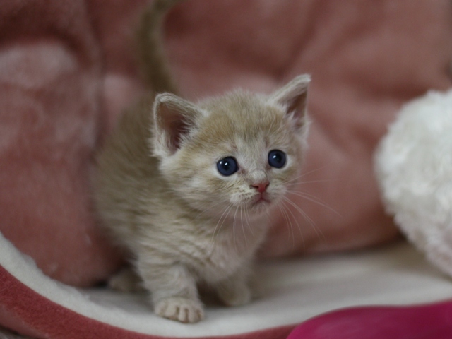 マンチカンの子猫画像