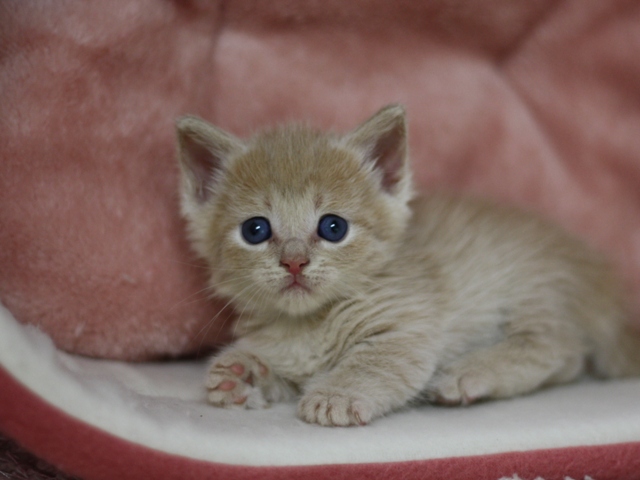 マンチカンの子猫画像