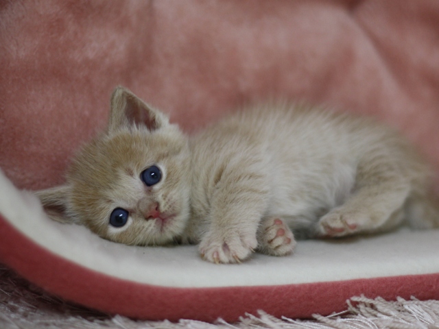 マンチカンの子猫画像