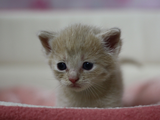 マンチカンの子猫画像