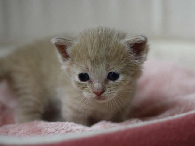 マンチカンの子猫画像