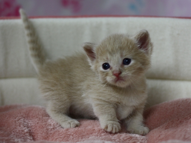 マンチカンの子猫画像