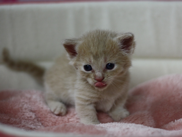 マンチカンの子猫画像