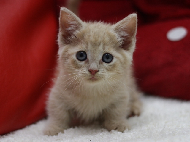 マンチカンの子猫画像