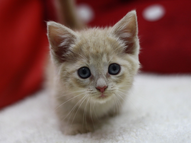 マンチカンの子猫画像