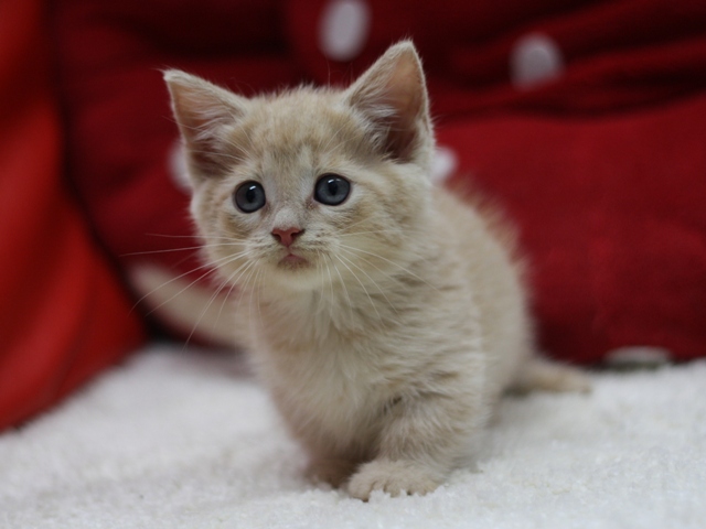 マンチカンの子猫画像