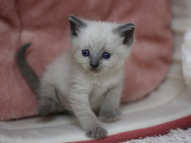 マンチカンの子猫画像