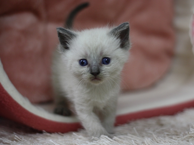 マンチカンの子猫画像