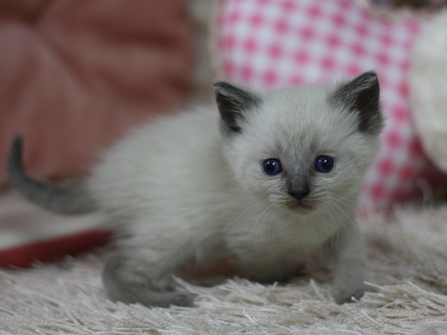 マンチカンの子猫画像