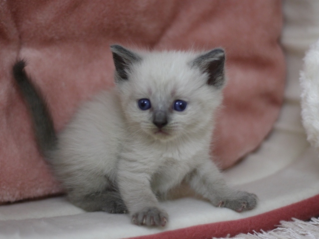 マンチカンの子猫画像