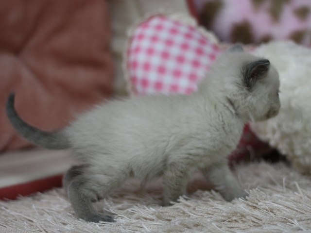 マンチカンの子猫画像