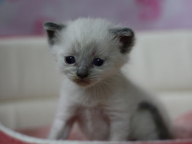 マンチカンの子猫画像