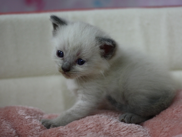 マンチカンの子猫画像