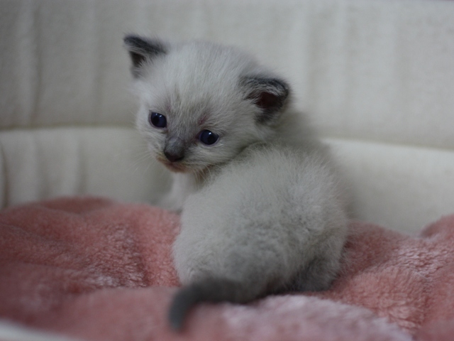 マンチカンの子猫画像