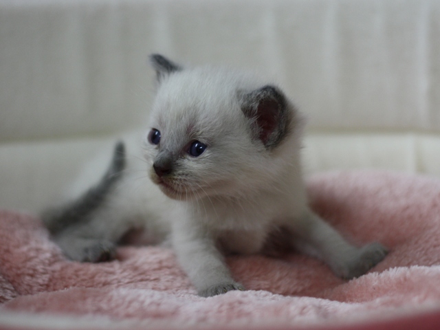 マンチカンの子猫画像