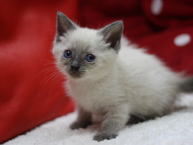 マンチカンの子猫画像