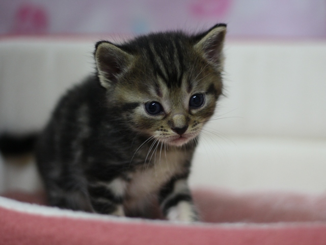 マンチカンの子猫画像