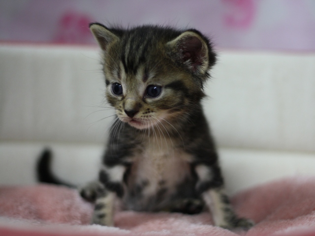 マンチカンの子猫画像