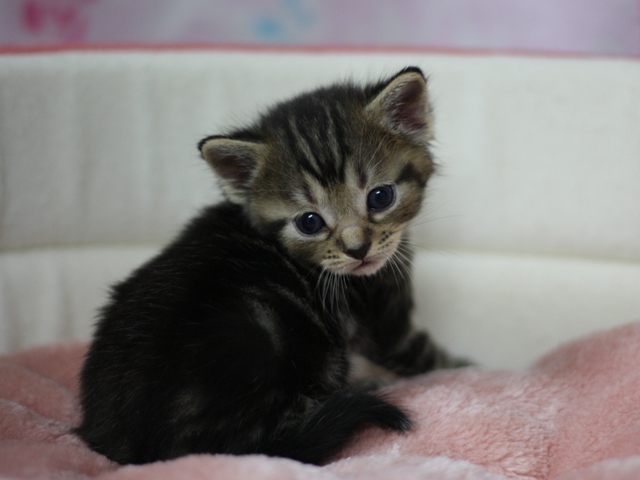 マンチカンの子猫画像