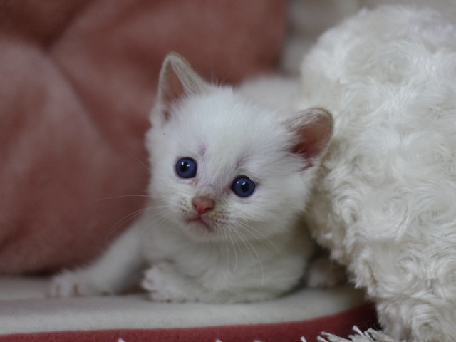 マンチカンの子猫画像