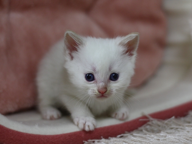 マンチカンの子猫画像