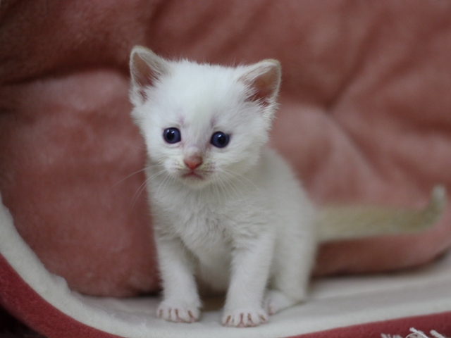 マンチカンの子猫画像