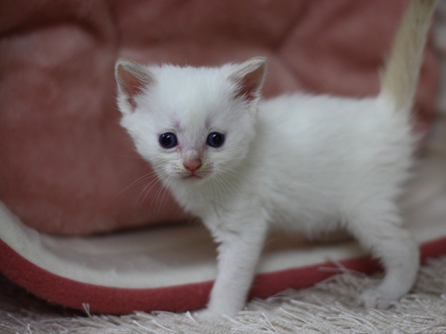 マンチカンの子猫画像