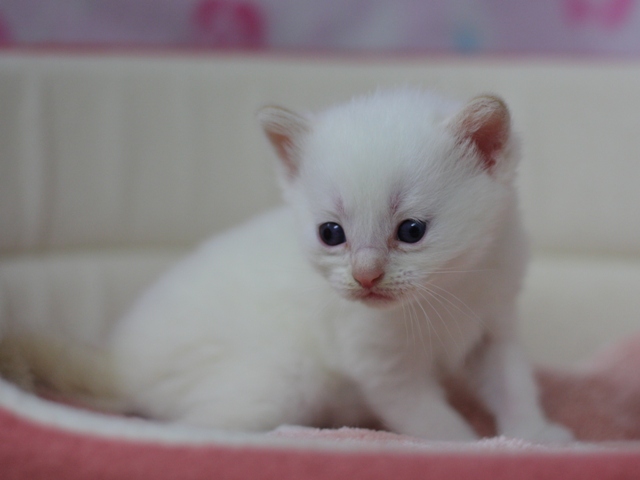 マンチカンの子猫画像