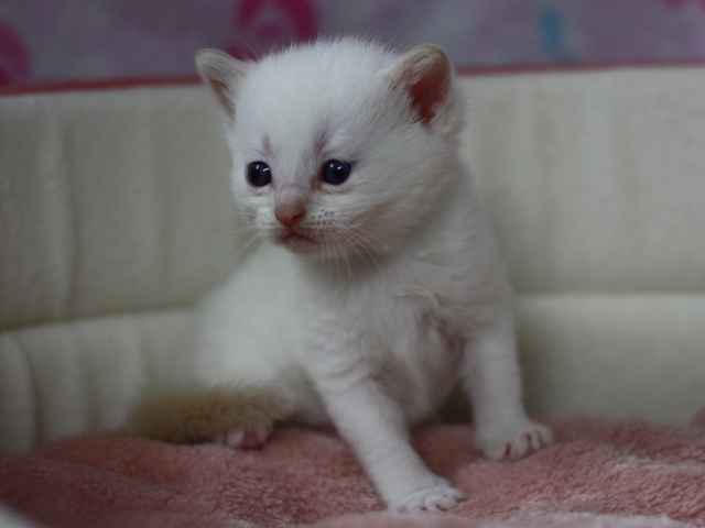 マンチカンの子猫画像