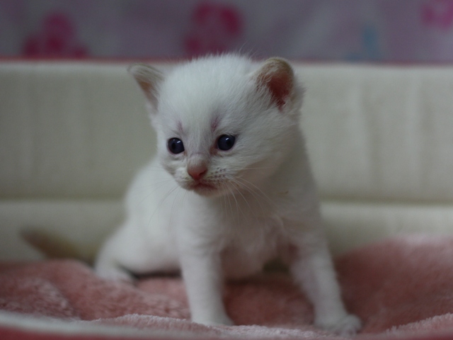 マンチカンの子猫画像