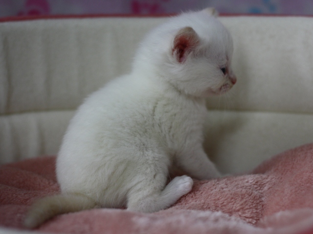 マンチカンの子猫画像