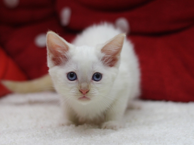 マンチカンの子猫画像