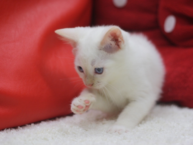 マンチカンの子猫画像