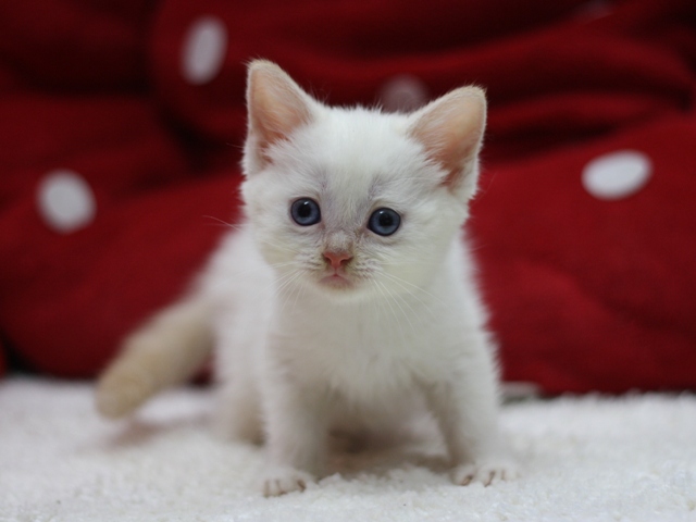 マンチカンの子猫画像