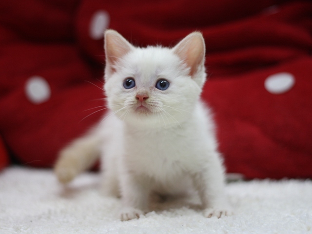 マンチカンの子猫画像