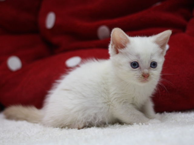 マンチカンの子猫画像