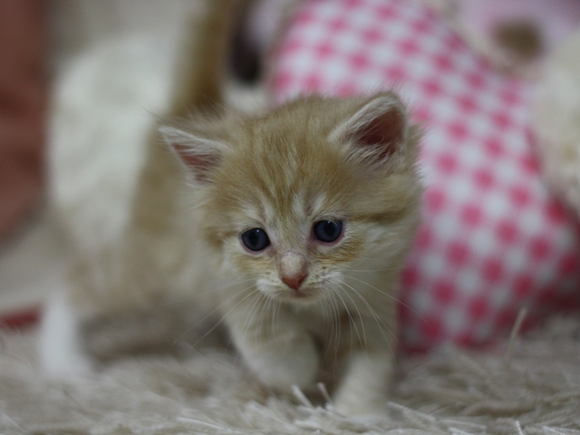 マンチカンの子猫画像