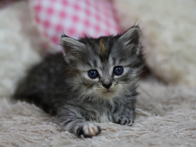 マンチカンの子猫画像