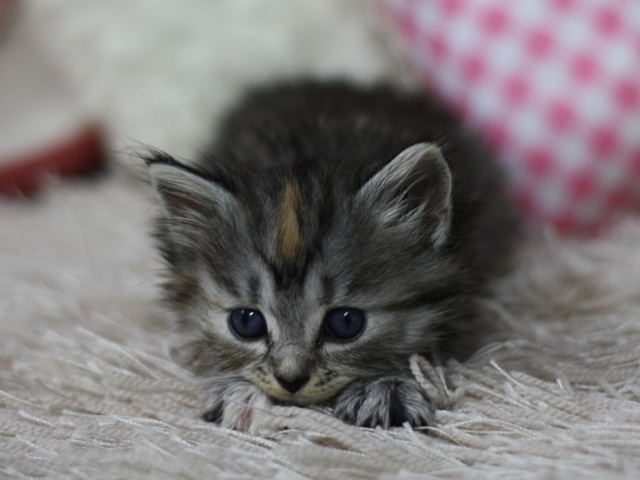 マンチカンの子猫画像