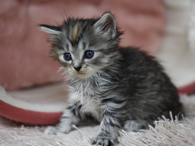 マンチカンの子猫画像