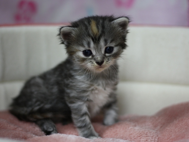 マンチカンの子猫画像