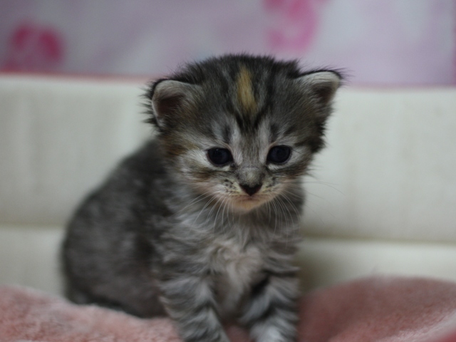 マンチカンの子猫画像