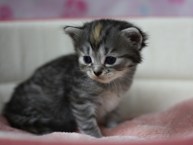 マンチカンの子猫画像