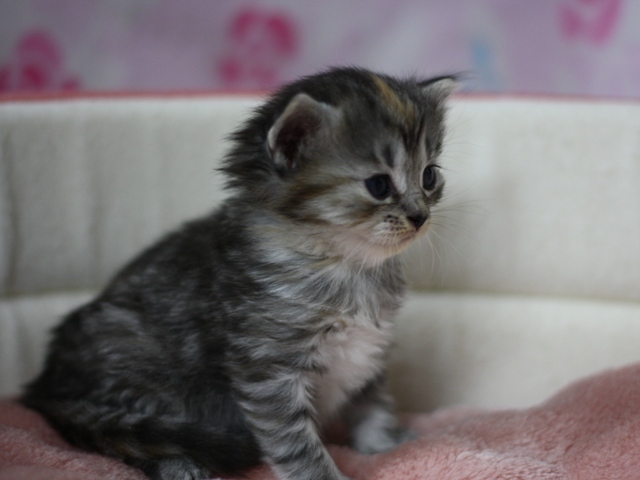 マンチカンの子猫画像