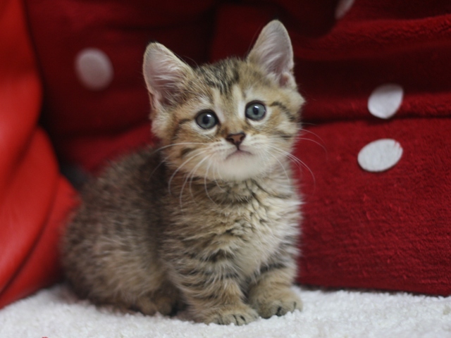 マンチカンの子猫画像